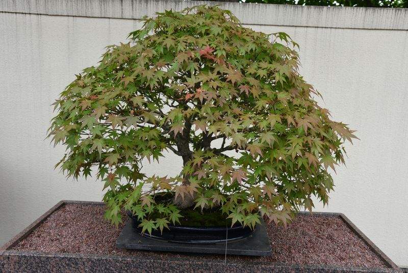 翠景盆栽スタジオ 1