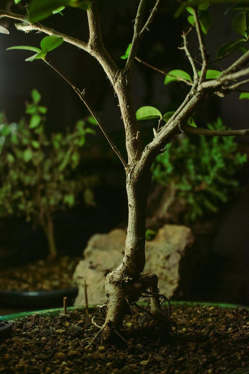 翠景盆栽スタジオ 5