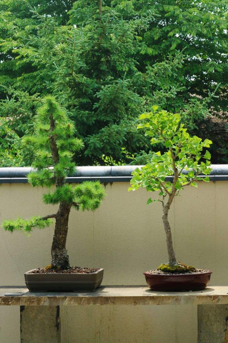 翠景盆栽スタジオ